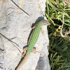 Podarcis pityusensis