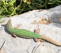 Podarcis pityusensis