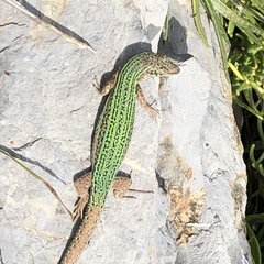 Podarcis pityusensis