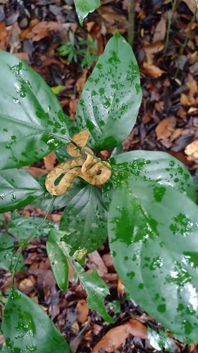 Malabarian Pit Viper