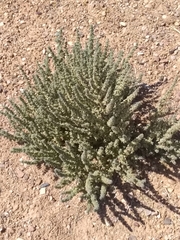 Halogeton glomeratus