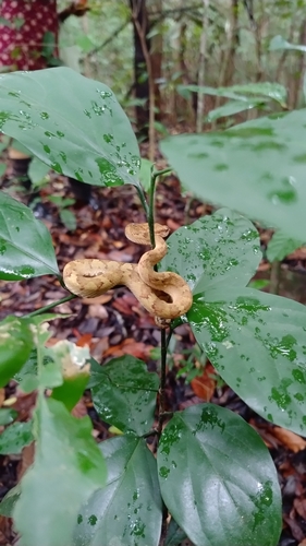 Malabarian Pit Viper