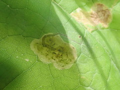 Amauromyza pleuralis