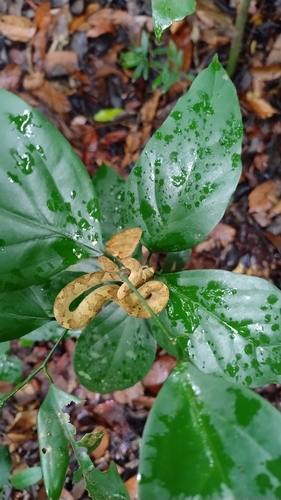 Malabarian Pit Viper