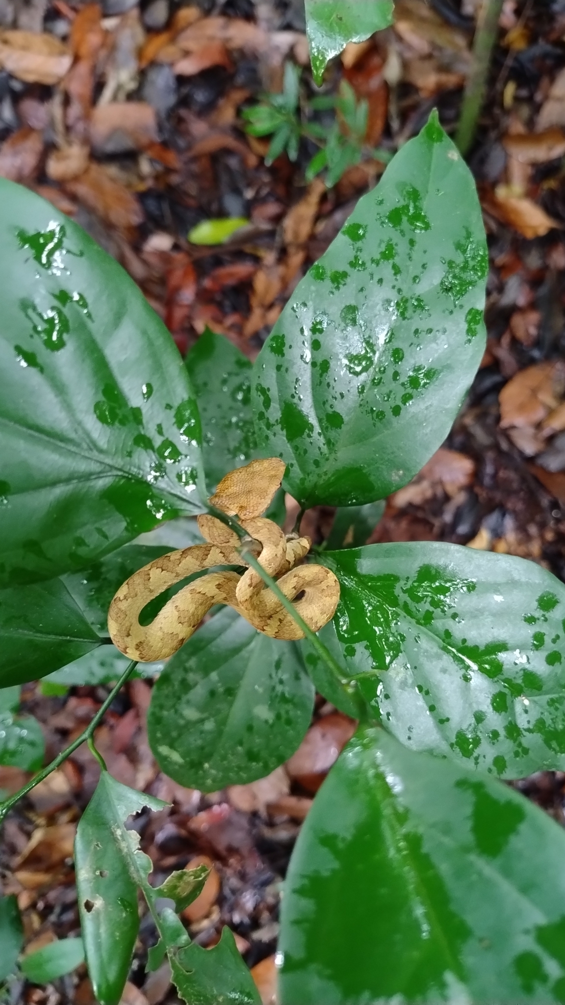 Malabar Pit Viper