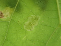 Amauromyza pleuralis