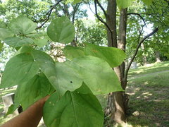 Amauromyza pleuralis