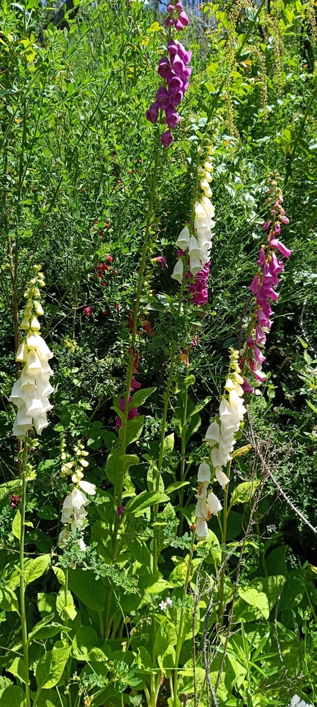 Digitalis purpurea