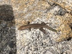 Podarcis pityusensis