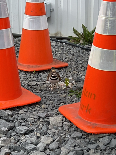 Killdeer photographed in West Virginia