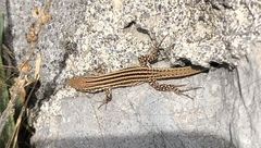 Podarcis pityusensis