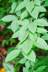 Acer carpinifolium, photograph (c) WATANABE Hitoshi 渡辺仁, some rights reserved (CC BY)