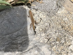 Podarcis pityusensis