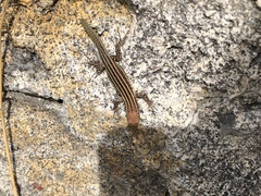 Podarcis pityusensis