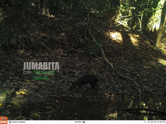 Dasyprocta fuliginosa