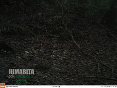 Dasyprocta fuliginosa