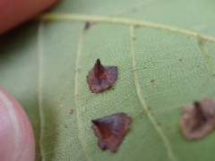 Caryomyia sanguinolenta