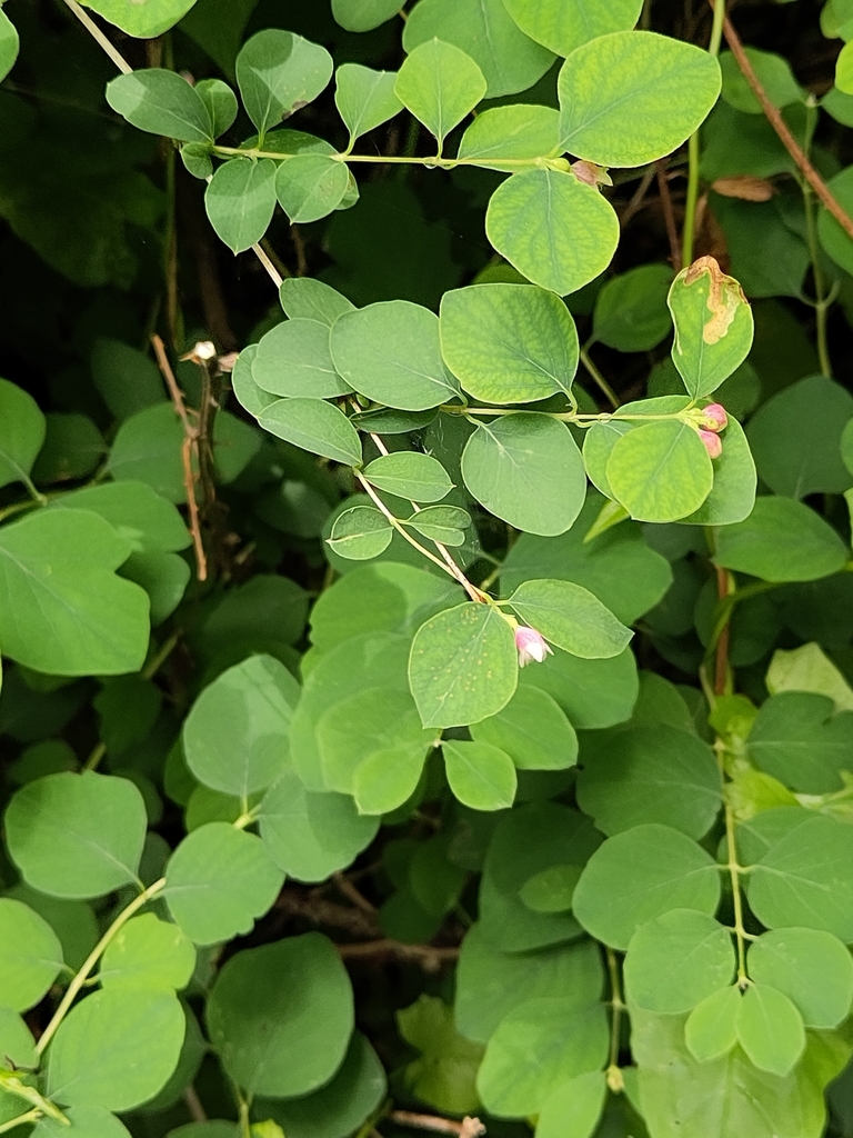 Lonicera