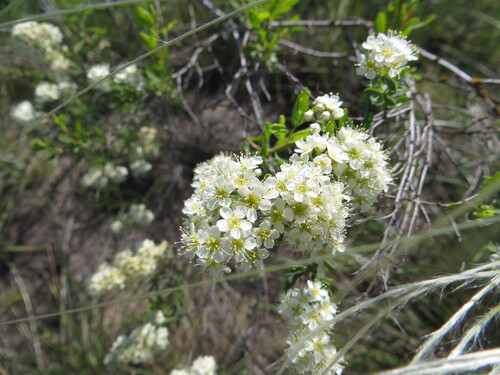 Scalloped spirea (Spiraea crenata)