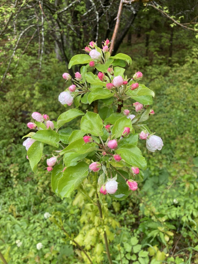 Malus domestica