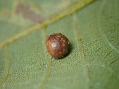 Caryomyia tuberculata