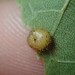 Caryomyia thompsoni - Photo 由 Sequoia Janirella Wrens 所上傳的 (c) Sequoia Janirella Wrens，保留部份權利CC BY-NC