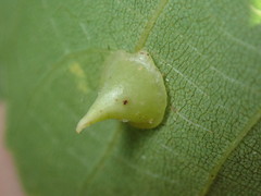 Caryomyia sanguinolenta