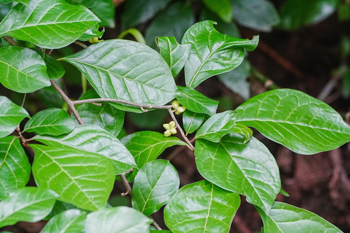 Orixa japonica, photograph 3
