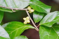 Orixa japonica, photograph (c) WATANABE Hitoshi 渡辺仁, some rights reserved (CC BY)