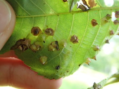 Caryomyia sanguinolenta