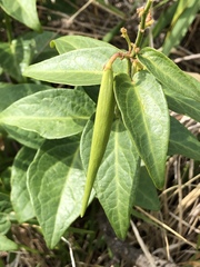 Vincetoxicum hirundinaria