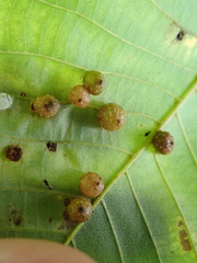 Caryomyia tuberculata