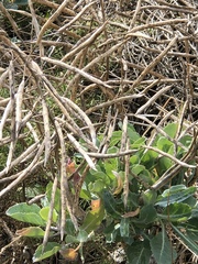 Vincetoxicum hirundinaria