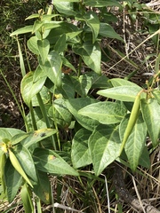 Vincetoxicum hirundinaria