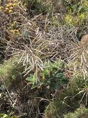 Vincetoxicum hirundinaria