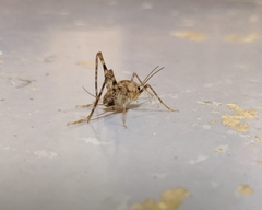 Tachycines asynamorus