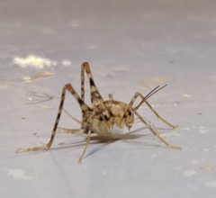 Tachycines asynamorus