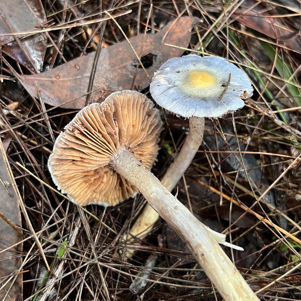 Cortinarius rotundisporus · May 2025 · photo: © douch (iNaturalist, cc-by-sa)