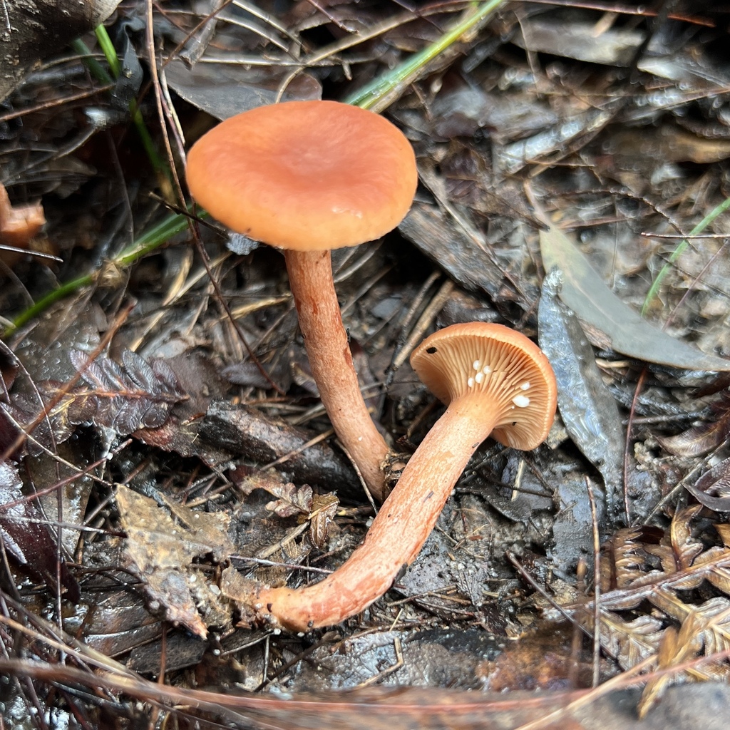 Lactarius eucalypti · May 2025 · photo: © douch (iNaturalist, cc-by-sa)