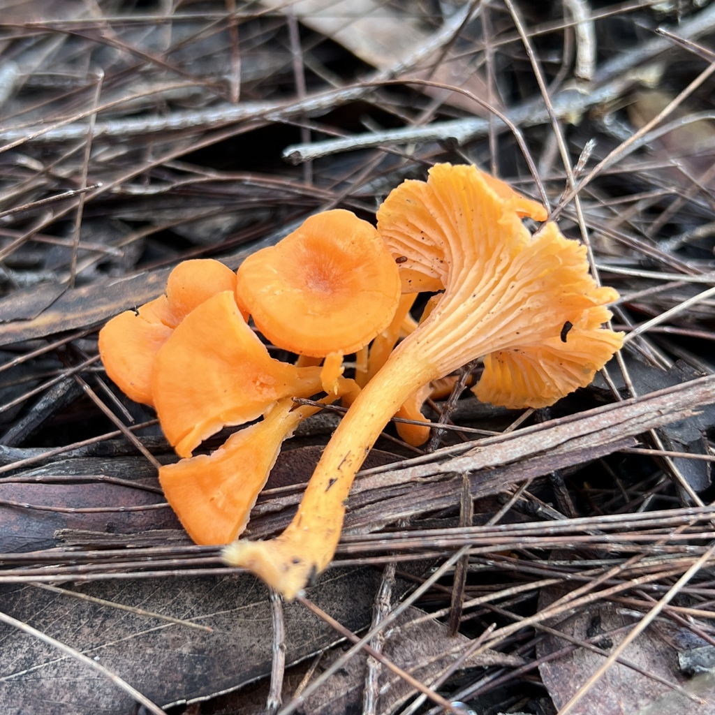 Cantharellus concinnus
