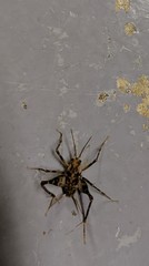 Tachycines asynamorus