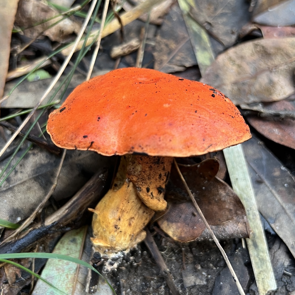 Tylopilus balloui · May 2025 · photo: © douch (iNaturalist, cc-by-sa)