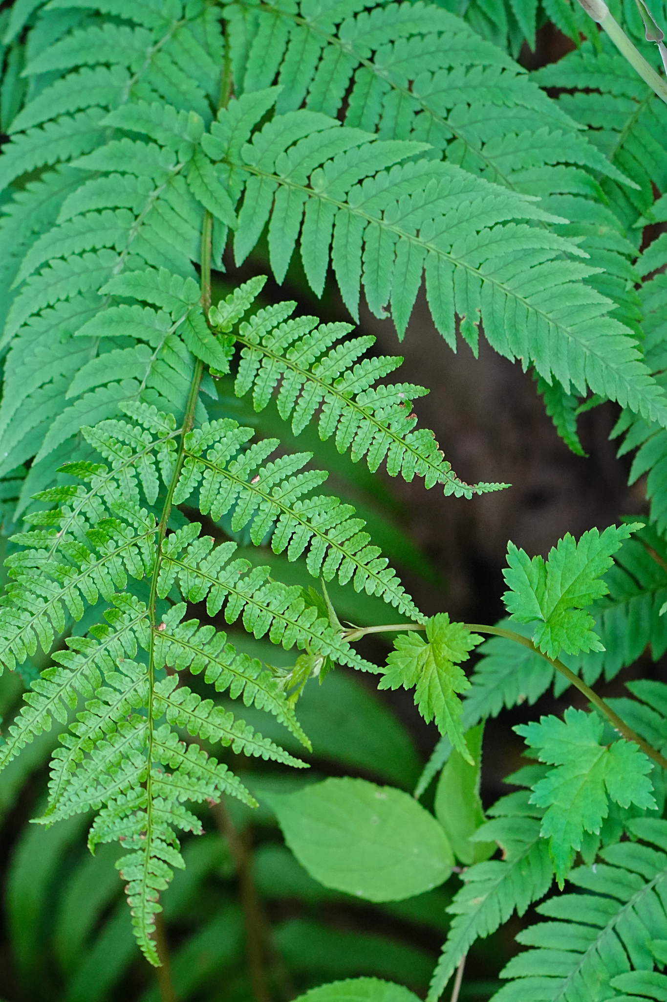 Leathery Wood Fern (Dryopteris lacera)