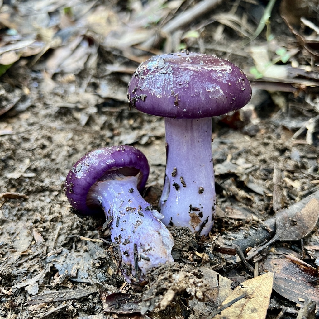 Cortinarius archeri · May 2025 · photo: © douch (iNaturalist, cc-by-sa)