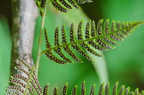 Dryopteris lacera, photograph 2