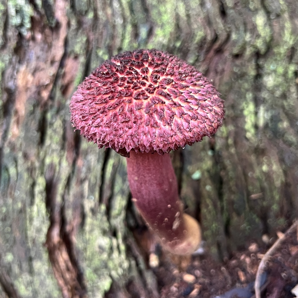 Boletellus emodensis · May 2025 · photo: © douch (iNaturalist, cc-by-sa)