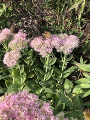 Junonia coenia coenia