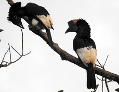 Bycanistes subcylindricus
