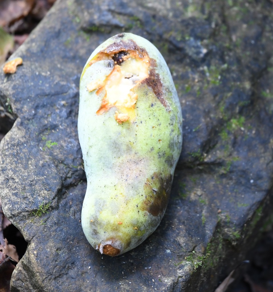 common pawpaw from Washington County, AR, USA on September 10, 2018 at ...