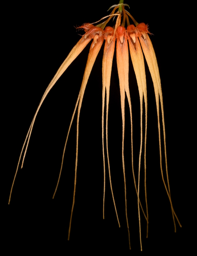 Pecten-Veneris Orchid